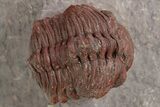 Red Morocops Trilobite - Hmar Laghdad, Morocco #329734-1